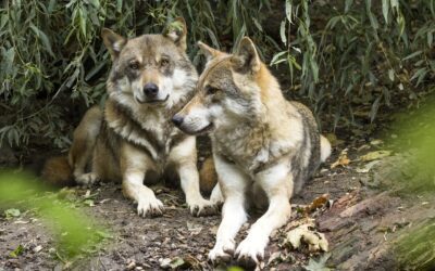 Quand les loups se réconcilient : stratégie de survie