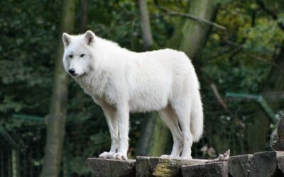 Parle avec les loups en Autriche !