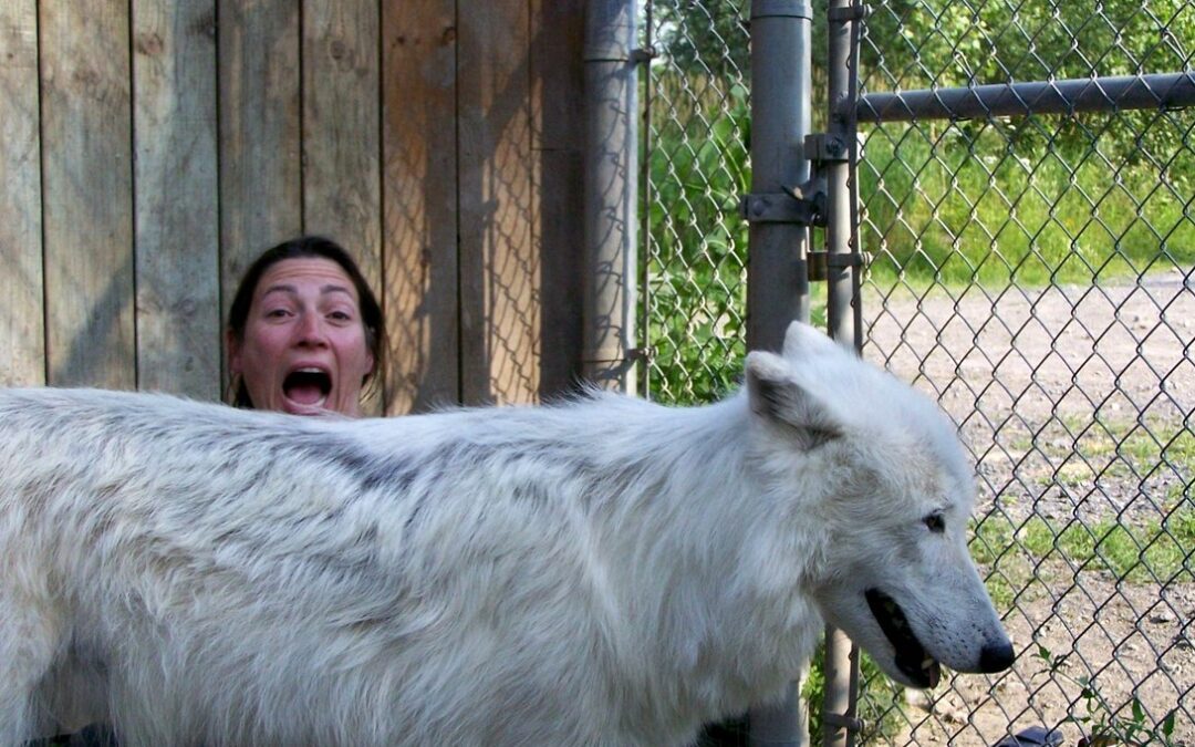 Wolf Therapy au Canada