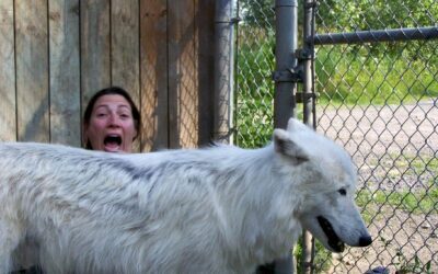 Wolf Therapy au Canada