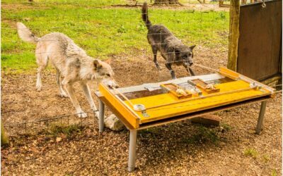 Travail d’équipe : les loups sont plus performants que les chiens !