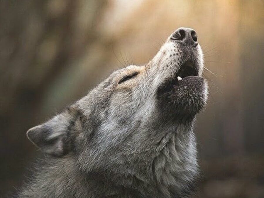 loup