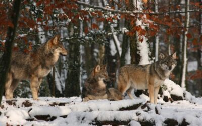 Vieux loups et leur rôle dans la meute : « Kipling avait raison », disent les chercheurs !