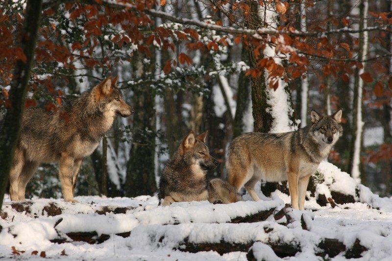 Vieux loups et leur rôle dans la meute : « Kipling avait raison », disent les chercheurs !