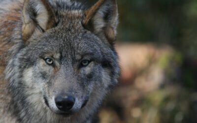 De la peur du loup et autre incompréhension avec l’Autre