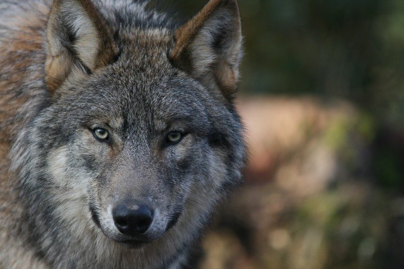 loup