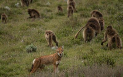 Singes & loups : modèle de domestication ?