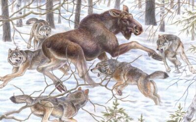 La chasse : une stratégie et des mâchoires rapides