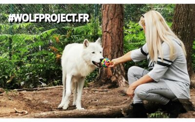 Wolf Spirit : une excellente journée avec les loups !