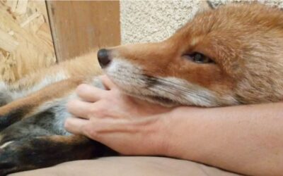 Du bien-être animal et de la bienveillance humaine