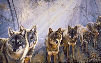 Mieux vivre avec sa meute : passez à l’acte ! (comme les loups le font)