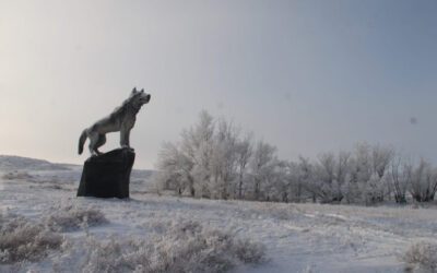 Un énorme loup s’est installé au Kazakhstan !