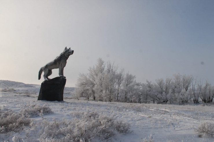 Un énorme loup s’est installé au Kazakhstan !