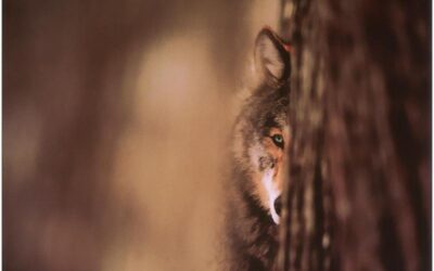 Mieux vivre avec sa meute : développer son sens d’observation (8)