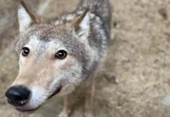 1000 euros : don pour les louveteaux !