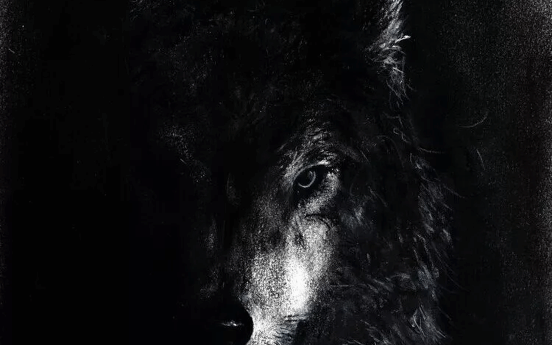 Mieux vivre avec sa meute : partir ou rester (10)