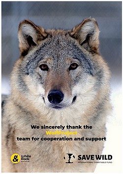 In Pack We Trust !