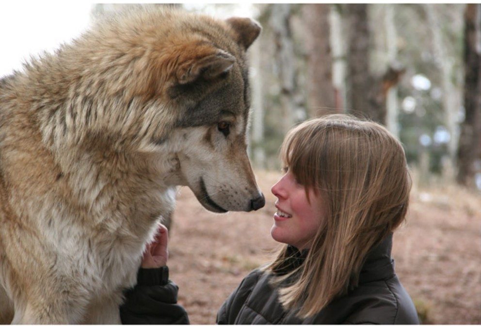 Partager un monde avec les loups : à lire absolument