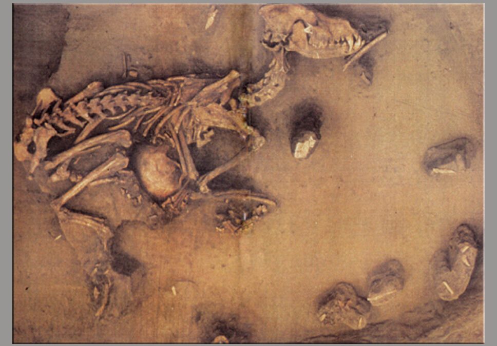 Le Gardien : un loup enterré avec un homme il y a 8000 ans
