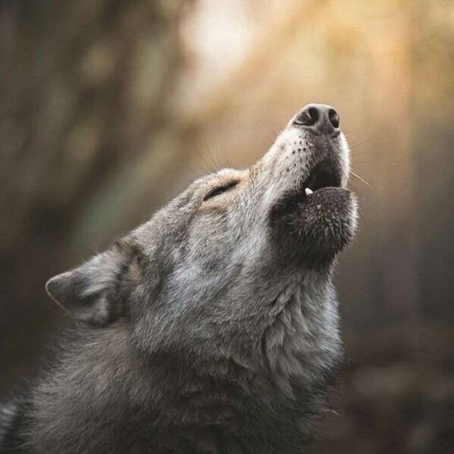 Howl loup