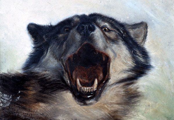 5. Lobo
