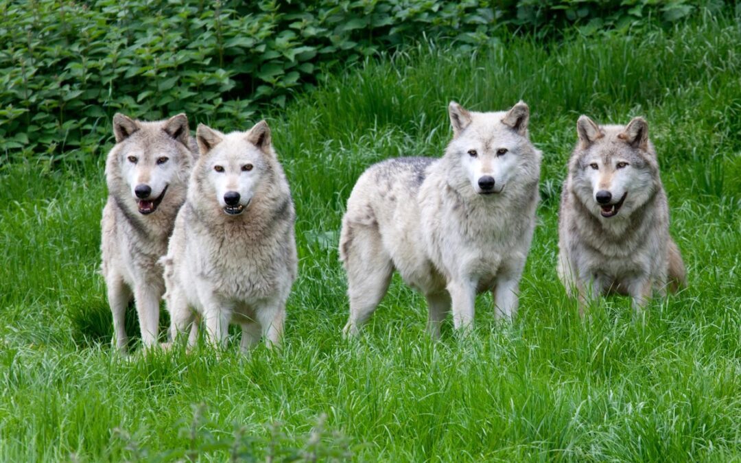 Le management en meute : ce que les loups nous apprennent vraiment sur le collectif