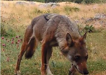 Ce qu’on ne veut pas que vous sachiez sur le loup
