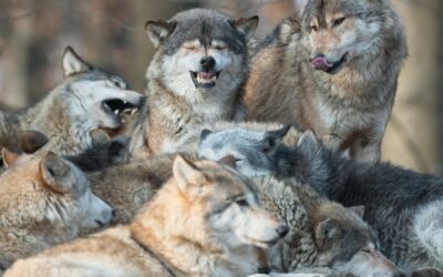 Séminaire nature en comité de direction : comment choisir un format vraiment utile aux enjeux stratégiques ?