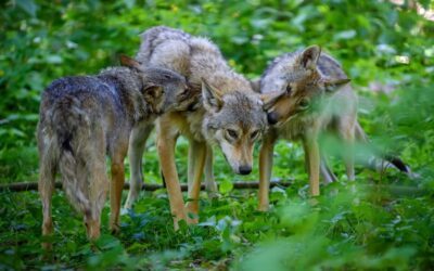 La rentrée exigeante : comment réunir l’équipe sans casser l’élan du retour ?